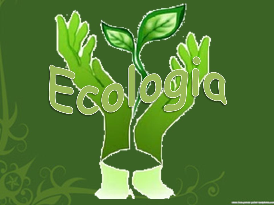 Ecologia Ambiental: Conceito