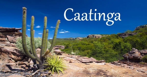 Ecossistema Brasileiro: Caatinga