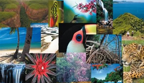 Tipos de Ecossistemas Brasileiros: Norte, Nordeste, Sudeste, Sul e Centro-Oeste