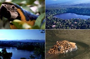 Ecossistemas da Floresta Amazônica