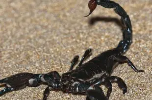 Escorpião Preto Andando em Terras Asiáticas