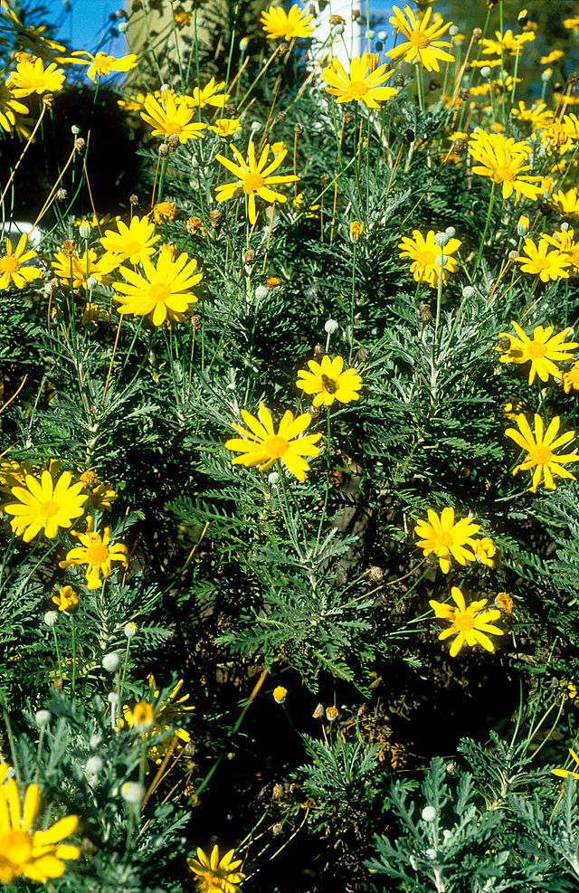 Euryops