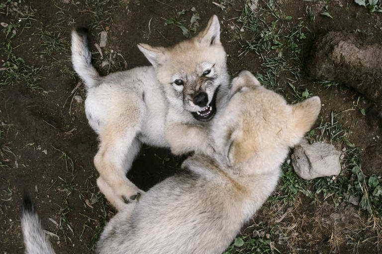 Filhotes de Lobo Indiano 