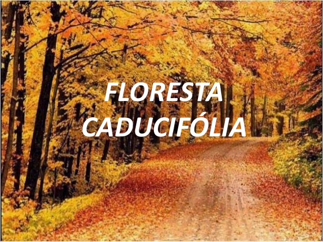 Floresta Caducifólia