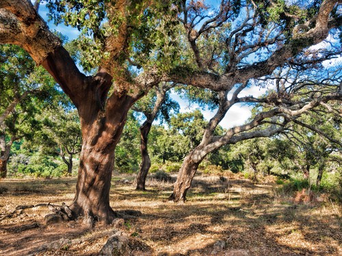 Floresta Mediterrânea