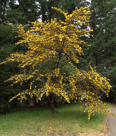 Fremontodendron