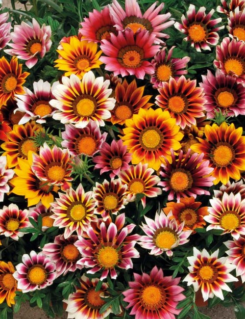 Gazania