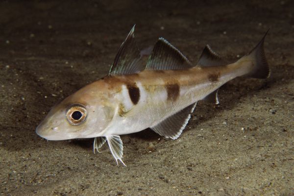 Hadoque, peixe ósseo de escamas prateadas do Atlântico Norte