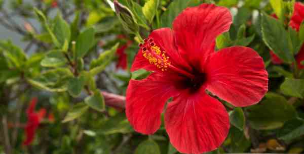 Hibisco 