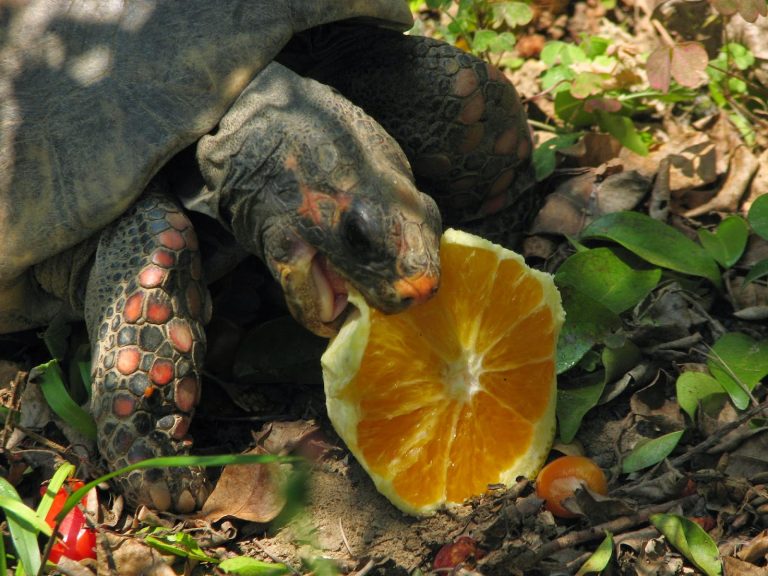 Jabuti Piranga Comendo Laranja