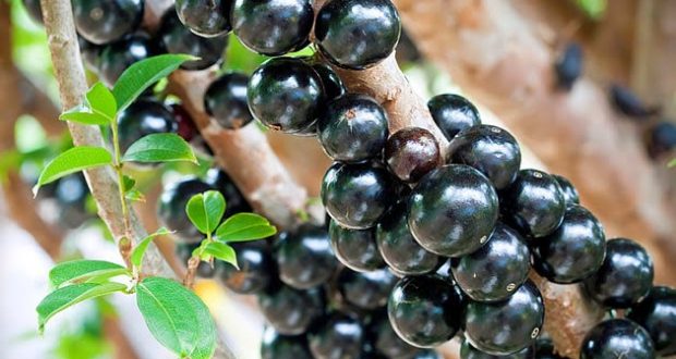 Jabuticaba 