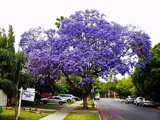 Jacaranda