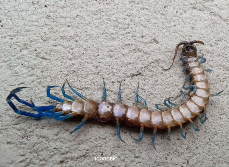 Lacraia Venenosa Gigante no Chão