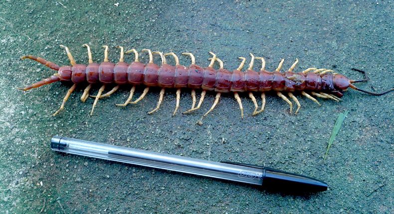 Tudo Sobre Centopeias | Mundo Ecologia
