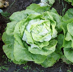 Lactuca Sativa