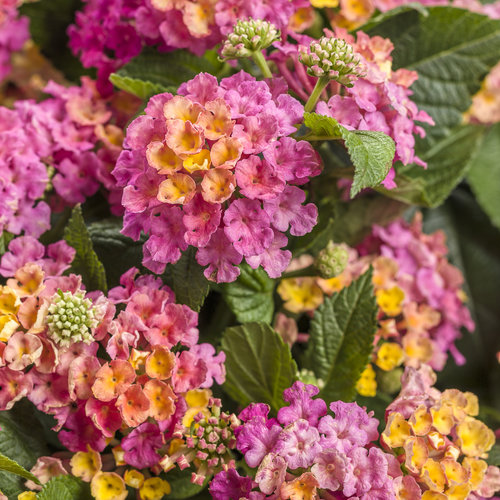 Lantana