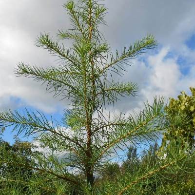 Larix Kaempferi