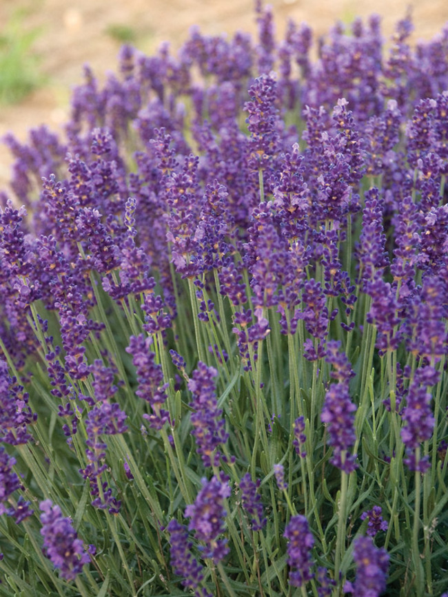 Lavandula