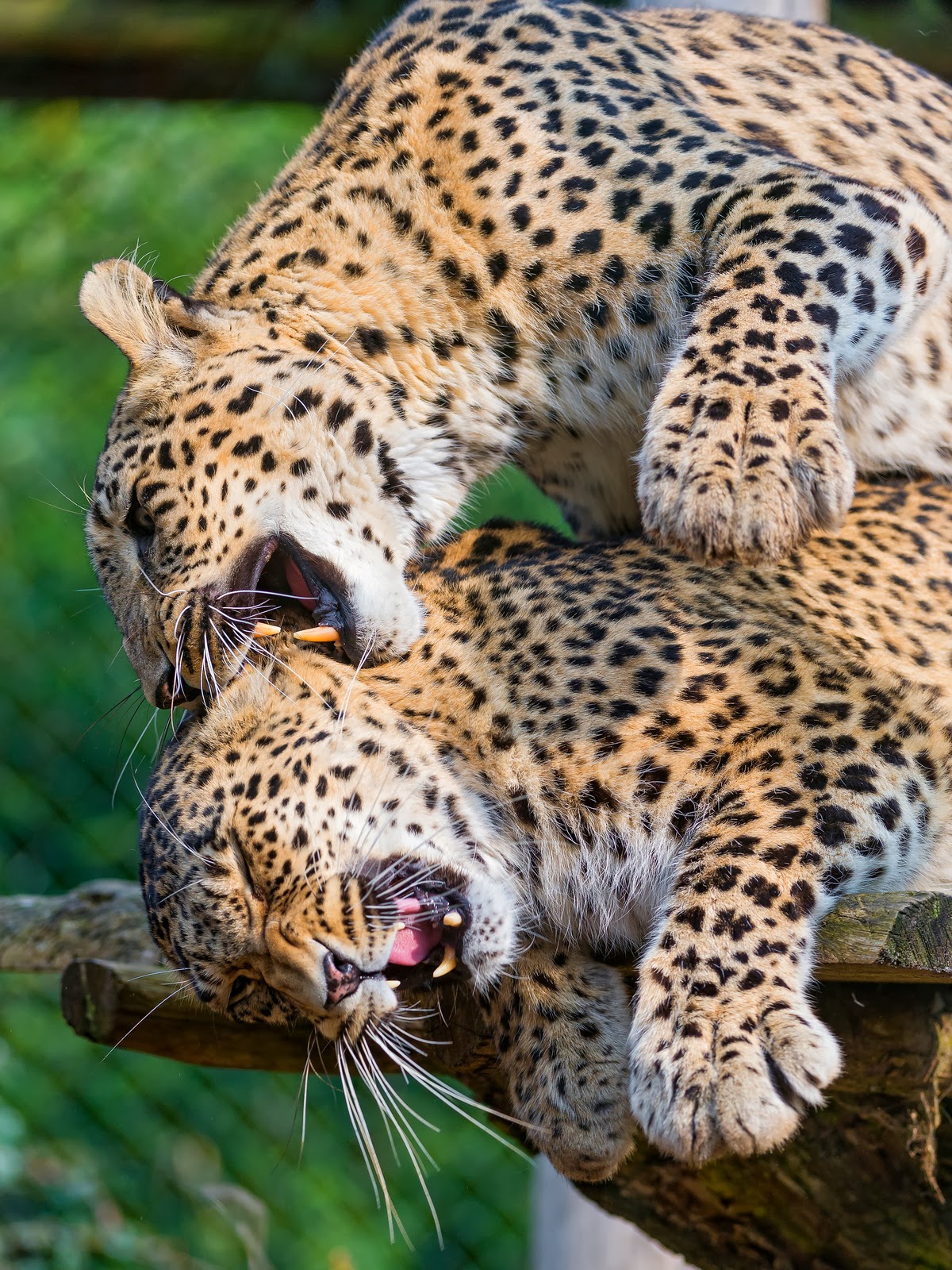 Hábitos do Leopardo, Comportamento na Natureza e Caça