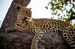 Leopardo Deitado na Árvore