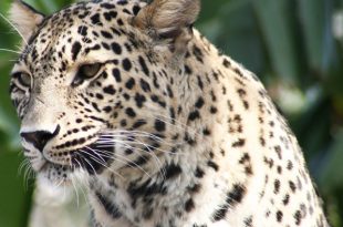 Leopardo Persa