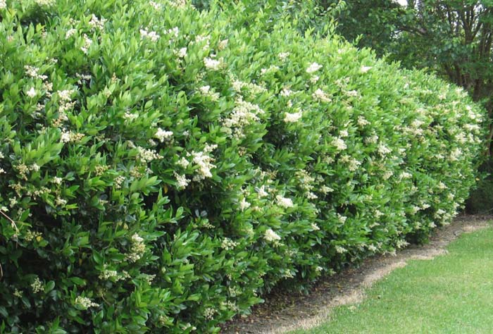 Ligustrum