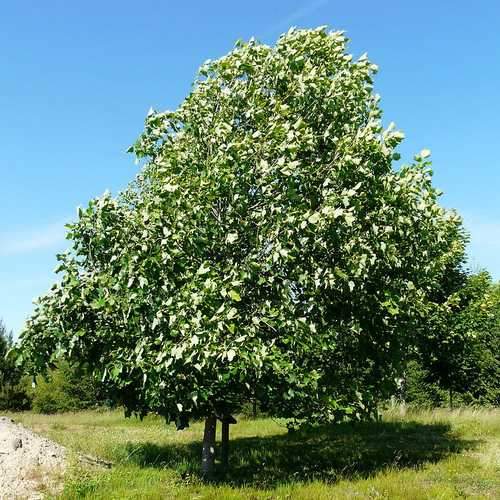 Liriodendron Tulipifera