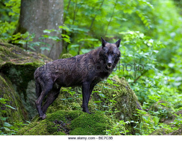 Lobo Canadense Oriental 