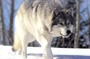 Lobo Cinzento Andando na Neve