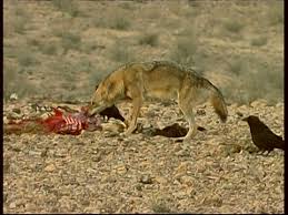 Lobo Indiano Comendo 