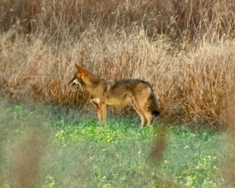 Lobo Vermelho em Alligator River National Wildlife Refuge