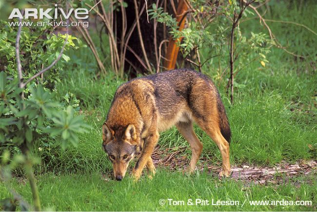 Lobo Vermelho em Seu Habitat