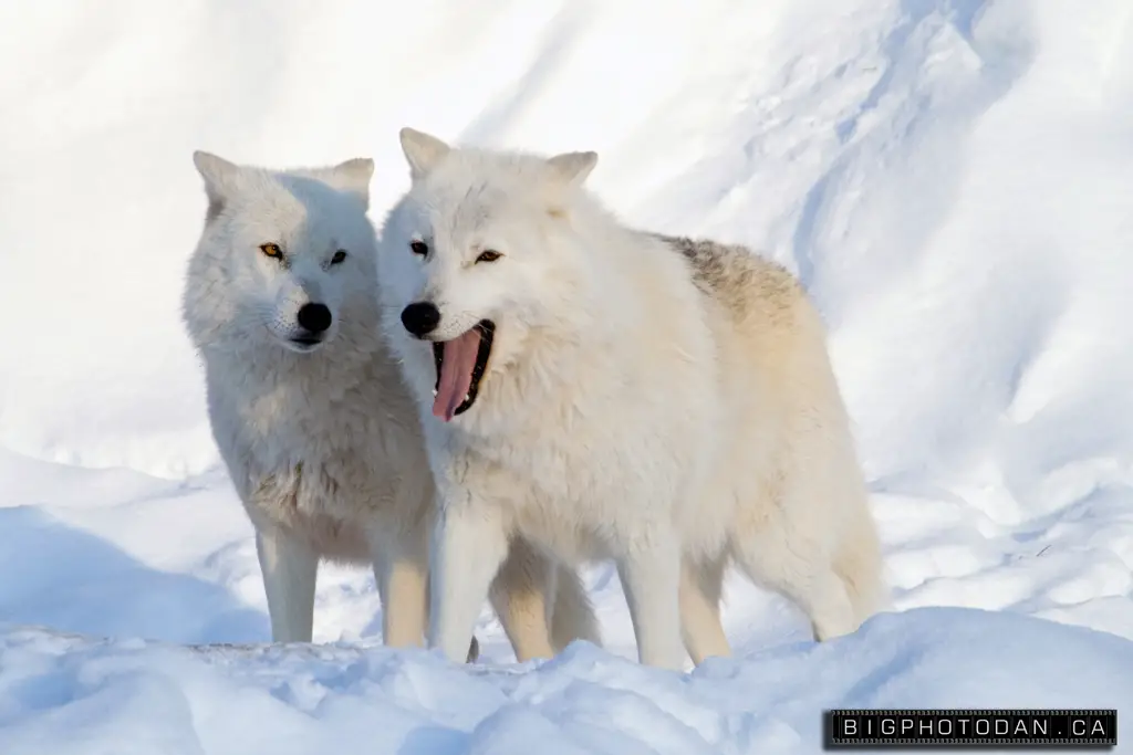 Casal de Lobos da Neve