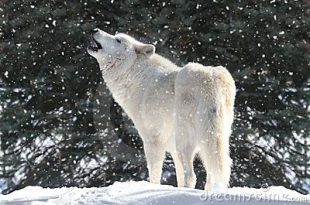 Lobo da Neve Uivando