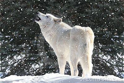 Lobo da Neve Uivando 
