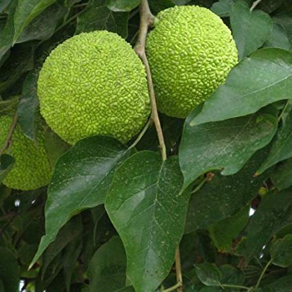 Maclura Pomifera