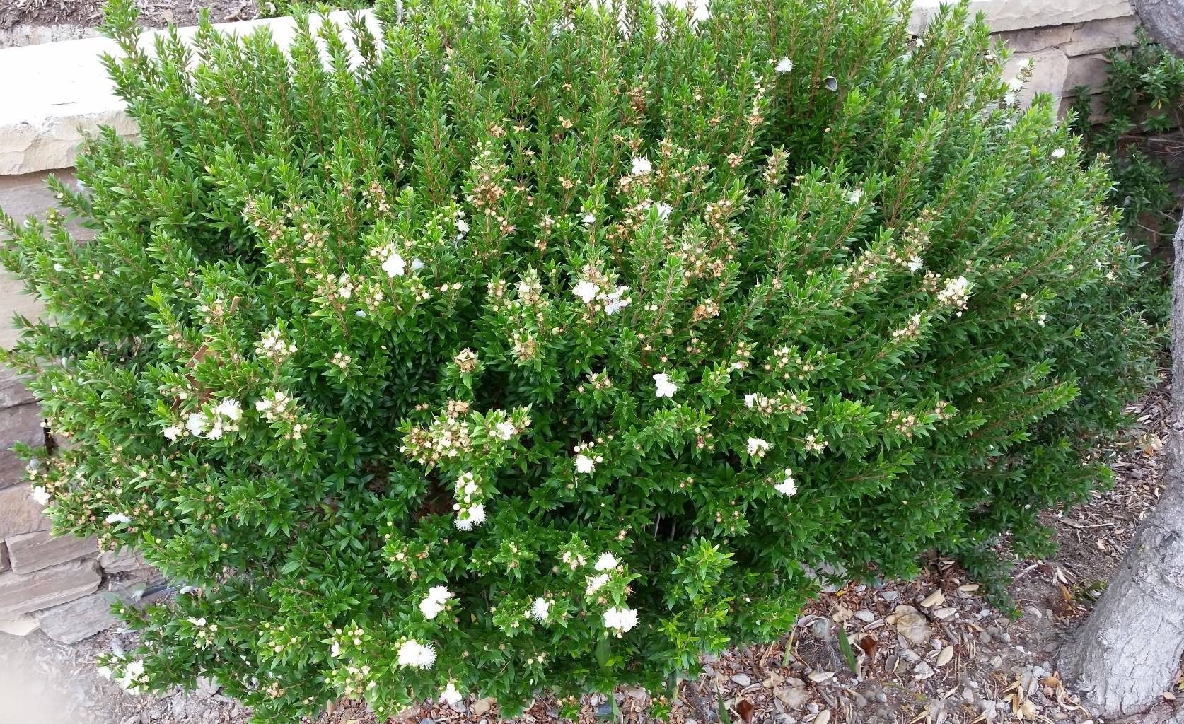 Myrtus