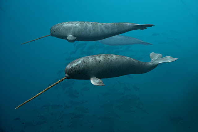Narval macho com a presa em espiral emergindo do mar gelado do Ártico