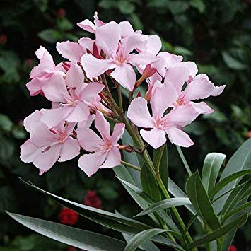 Nerium Oleander