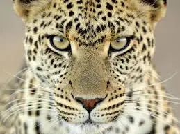 O Olhar Fixo do Leopardo