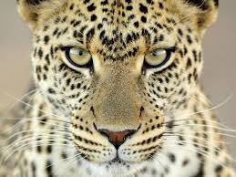 Reprodução do Leopardo