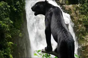 Pantera Negra Fotografada em Uma Cachoeira