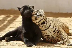 Pantera Negra ao Lado de Leopardo