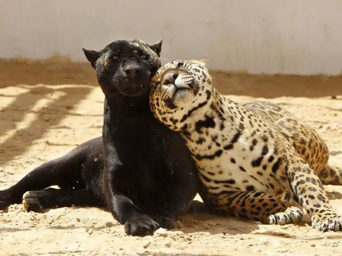 Pantera Negra e Leopardo se Acariciando 