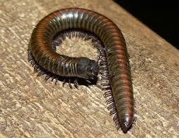 Diplopoda é Venenoso?