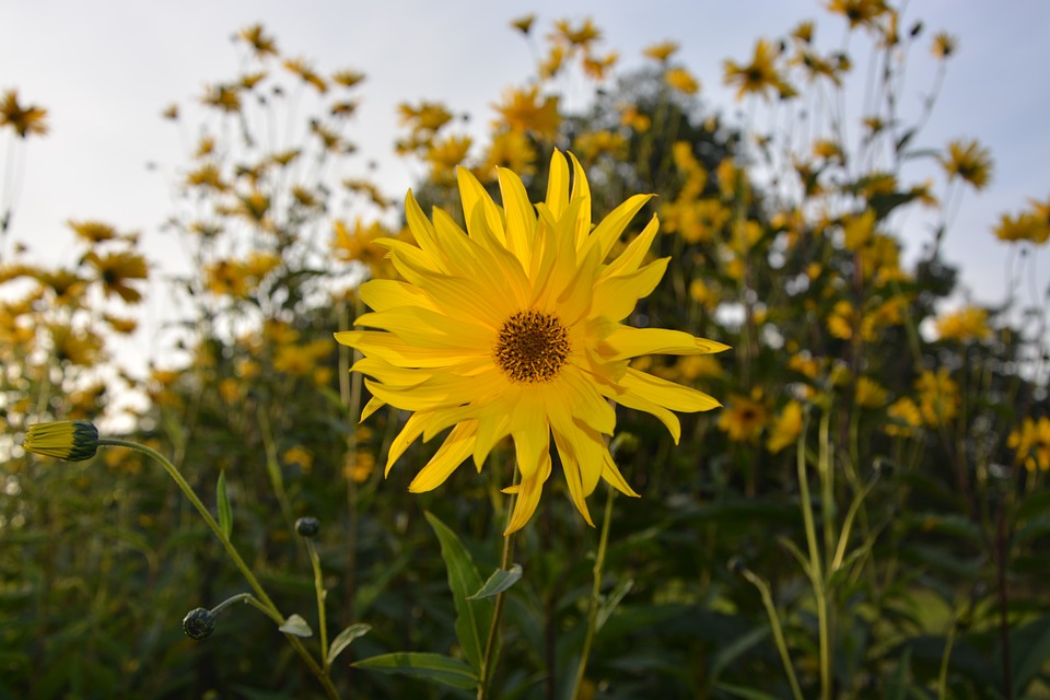 Flores Margaridas Amarelas com Fotos | Mundo Ecologia