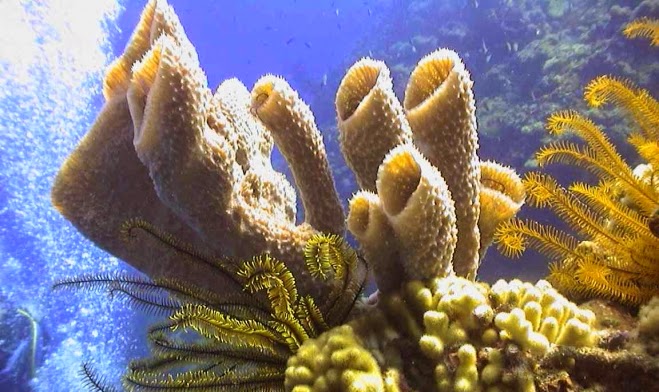 Esponjas-do-mar coloridas fixadas em substrato rochoso no fundo do oceano