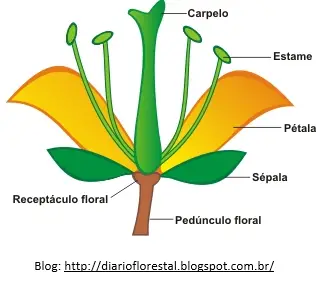 Relevância Biológica das Flores