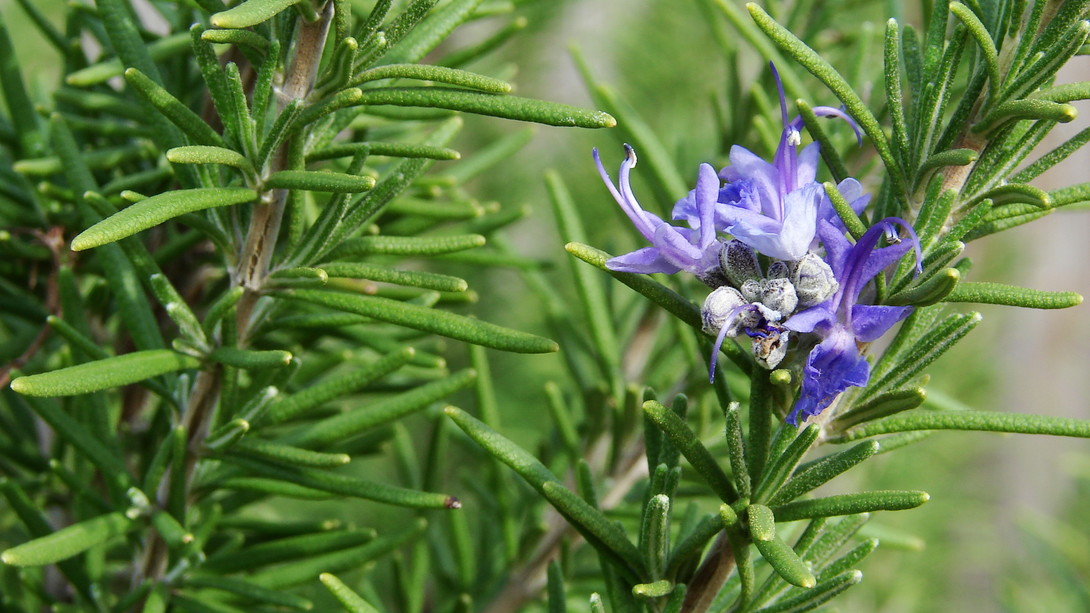 Rosmarinus Officinalis