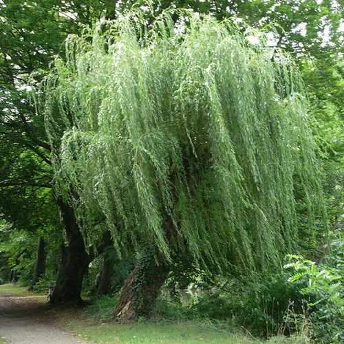 Salix